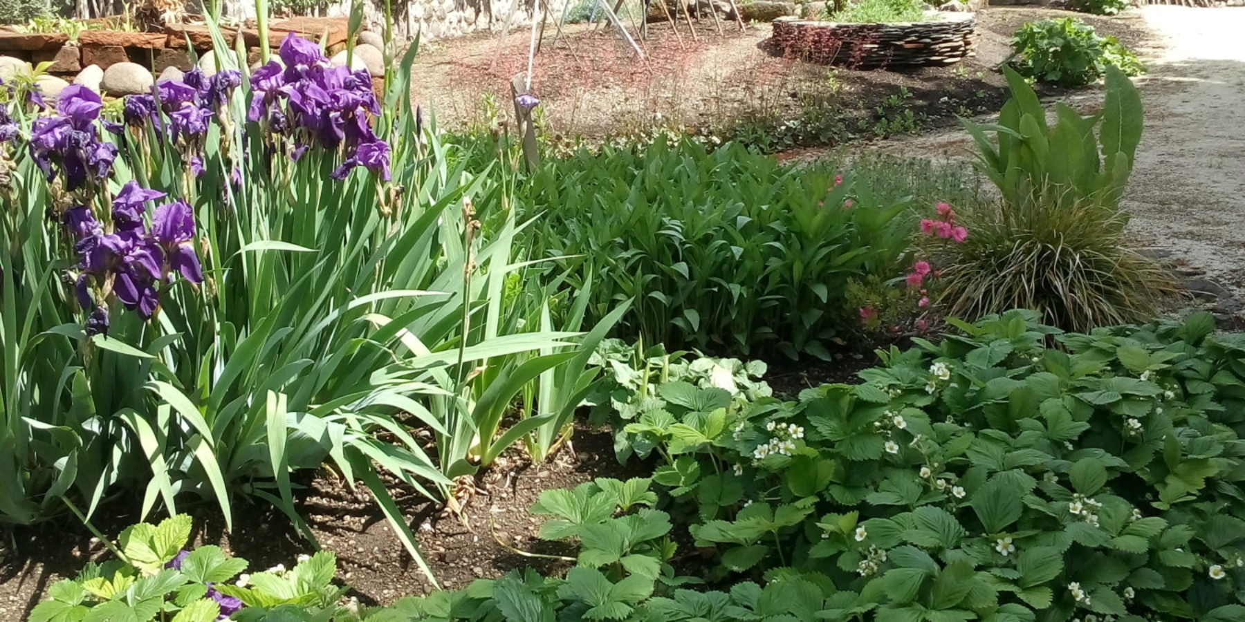 Jardin fraisiers Maison du Chevalier des Huttes à Vic sur Cère