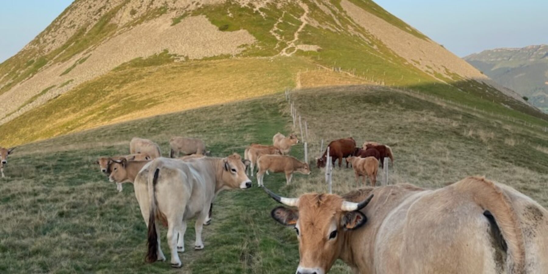 Vaches Aubrac dans les Monts du Cantal