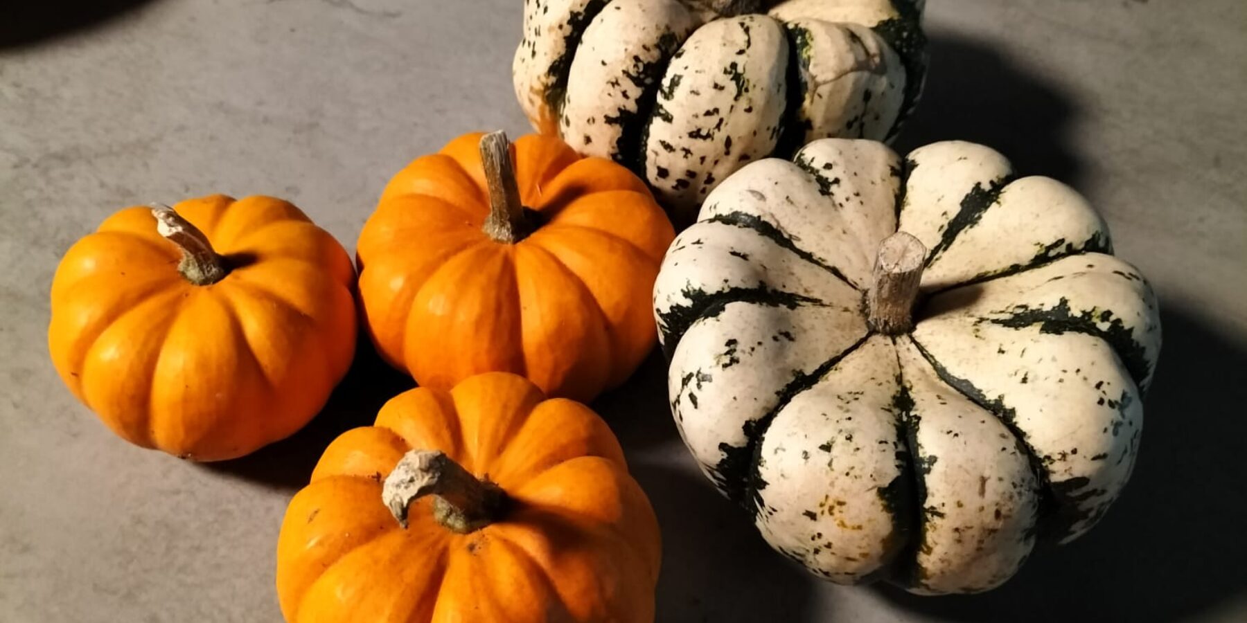 Courges d'Aurélie (Les Jardins de Trionac) à la Maison du Chevalier des Huttes à Vic sur Cère (Auvergne Rhone Alpes, Cantal, France)