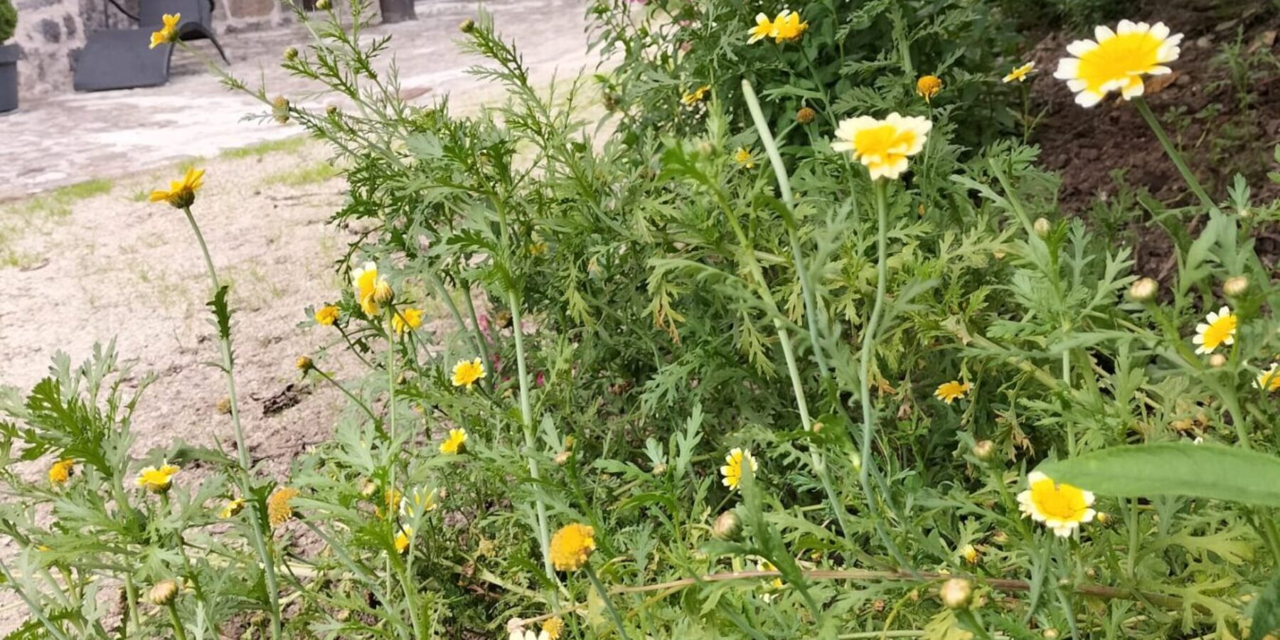 Chrysanthèmes comestibles à la Maison du Chevalier des Huttes à Vic sur Cère (Auvergne Rhone Alpes, Cantal, France)