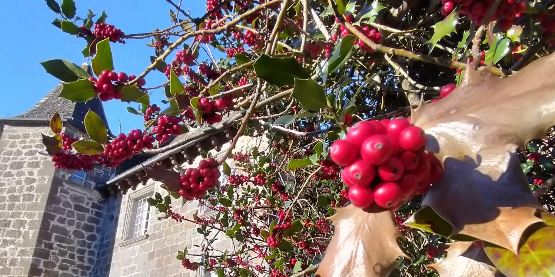 Houx de Noël à la Maison du Chevalier des Huttes à Vic sur Cère (Auvergne Rhone Alpes, Cantal, France)