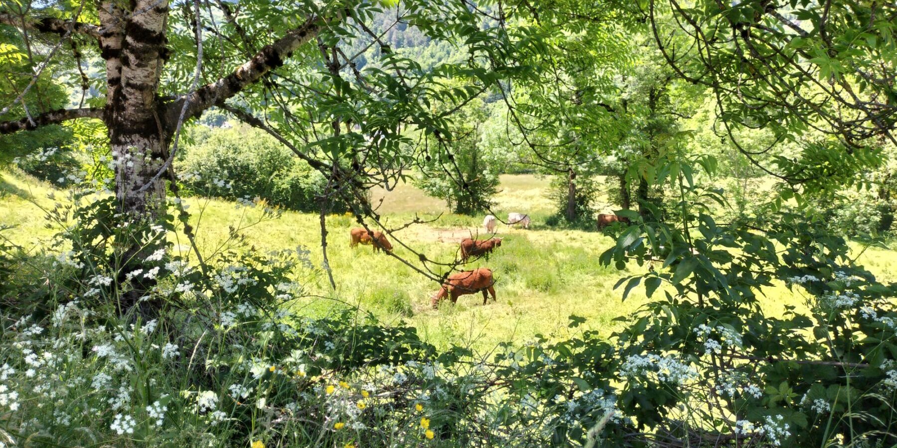 Vaches de Salers au détour d'une balade de puis la Maison du Chevalier des Huttes à Vic sur Cère (Auvergne Rhone Alpes, Cantal, France)